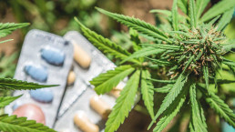 Cannabis leaves next to prescription pills