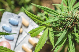 Cannabis leaves next to prescription pills