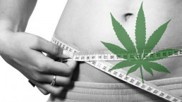 Cannabis best for weight loss