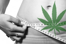 Cannabis best for weight loss