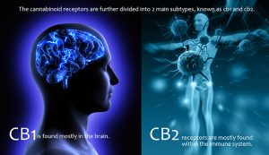 Cannabinoid receptors