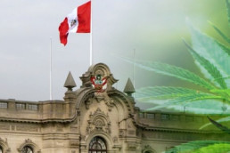 Peru Cannabis