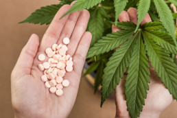Cannabis or opioids
