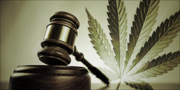 judge ruling in favour of cannabis