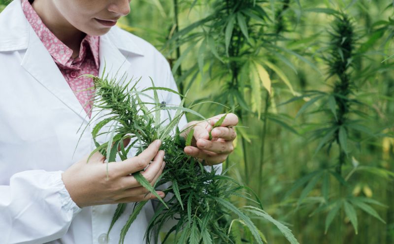 Researcher in field of cannabis