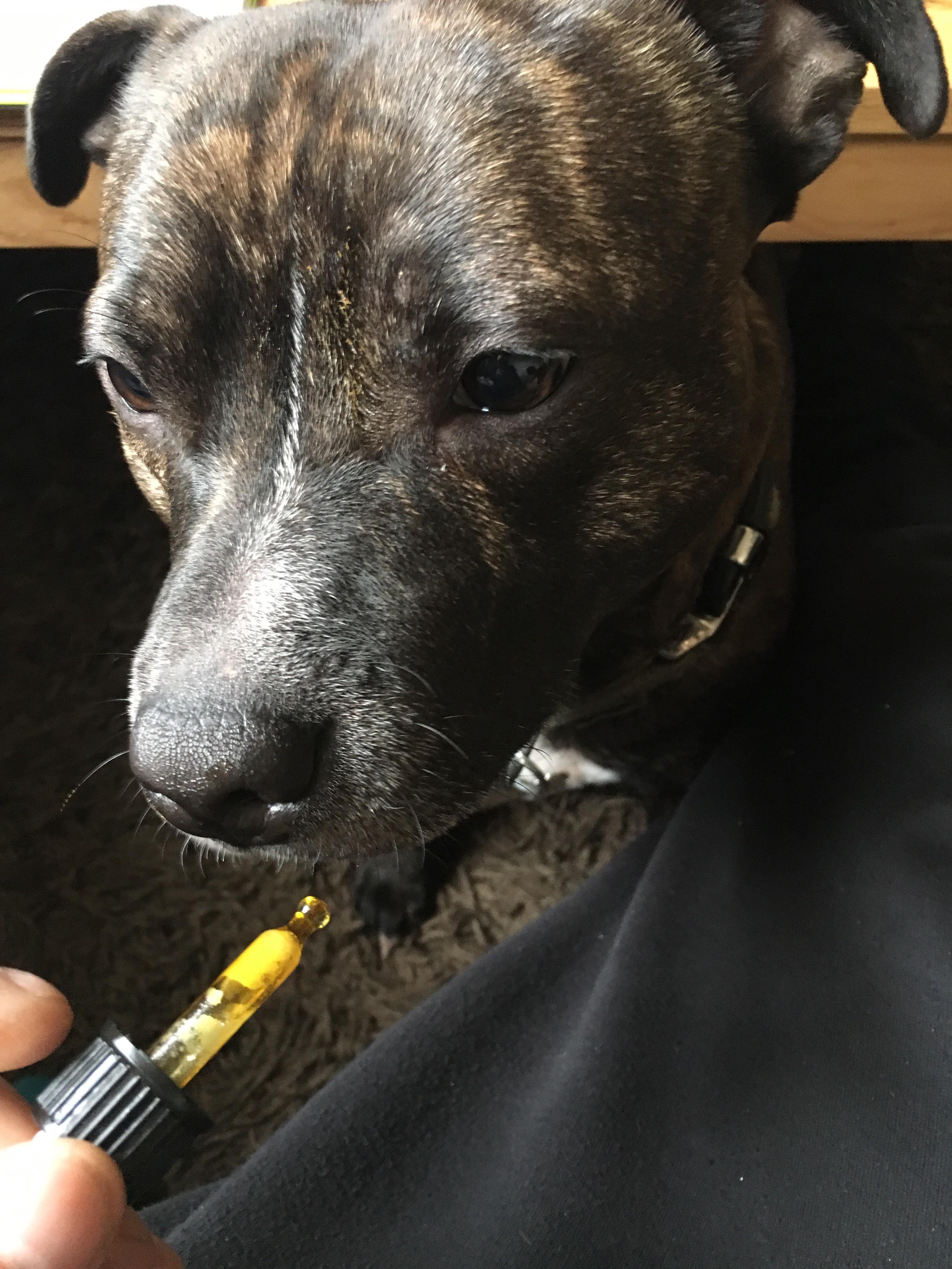 Dog given cannabis for epilepsy