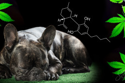 Dog with CBD molecule
