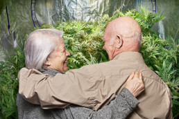 Pensioners and cannabis