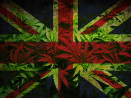 British flag with cannabis background