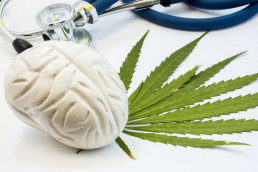 Marijuana brain weed plant