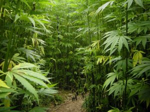 lots of tall cannabis plants