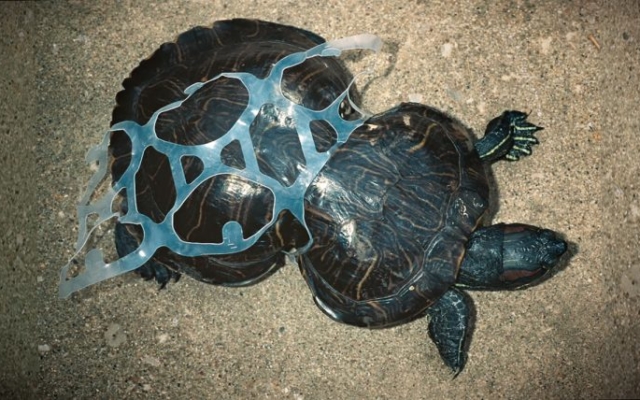 plastic six pack beer holder warped turtle shell