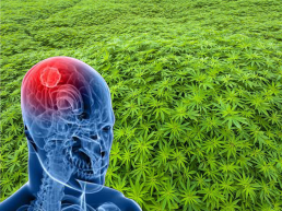 Australian medical cannabis research brain cancer