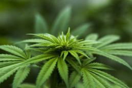 medical marijuana plant leaves