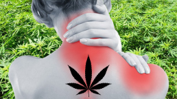 Cannabis Chronic Pain patient behind field of cannabis weed leaf icon