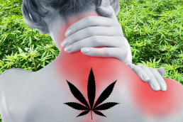 Cannabis Chronic Pain patient behind field of cannabis weed leaf icon