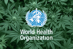 World Health Organisation with marijuana cannabis leaves