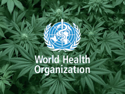 World Health Organisation with marijuana cannabis leaves