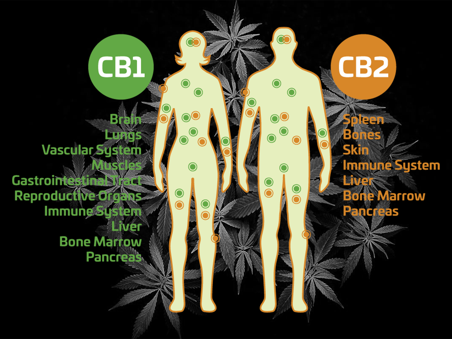 Cartoon of Endocannabinoid System with human bodies and CB1 and CB2 receptors on cannabis background