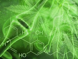 Cannabinoid chemical structure on cannabis leaf background with human endocannabinoid system