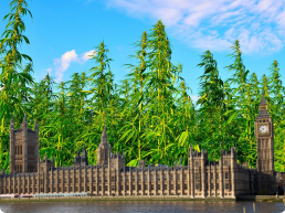 House of Parliament, Britain, Cannabis in background