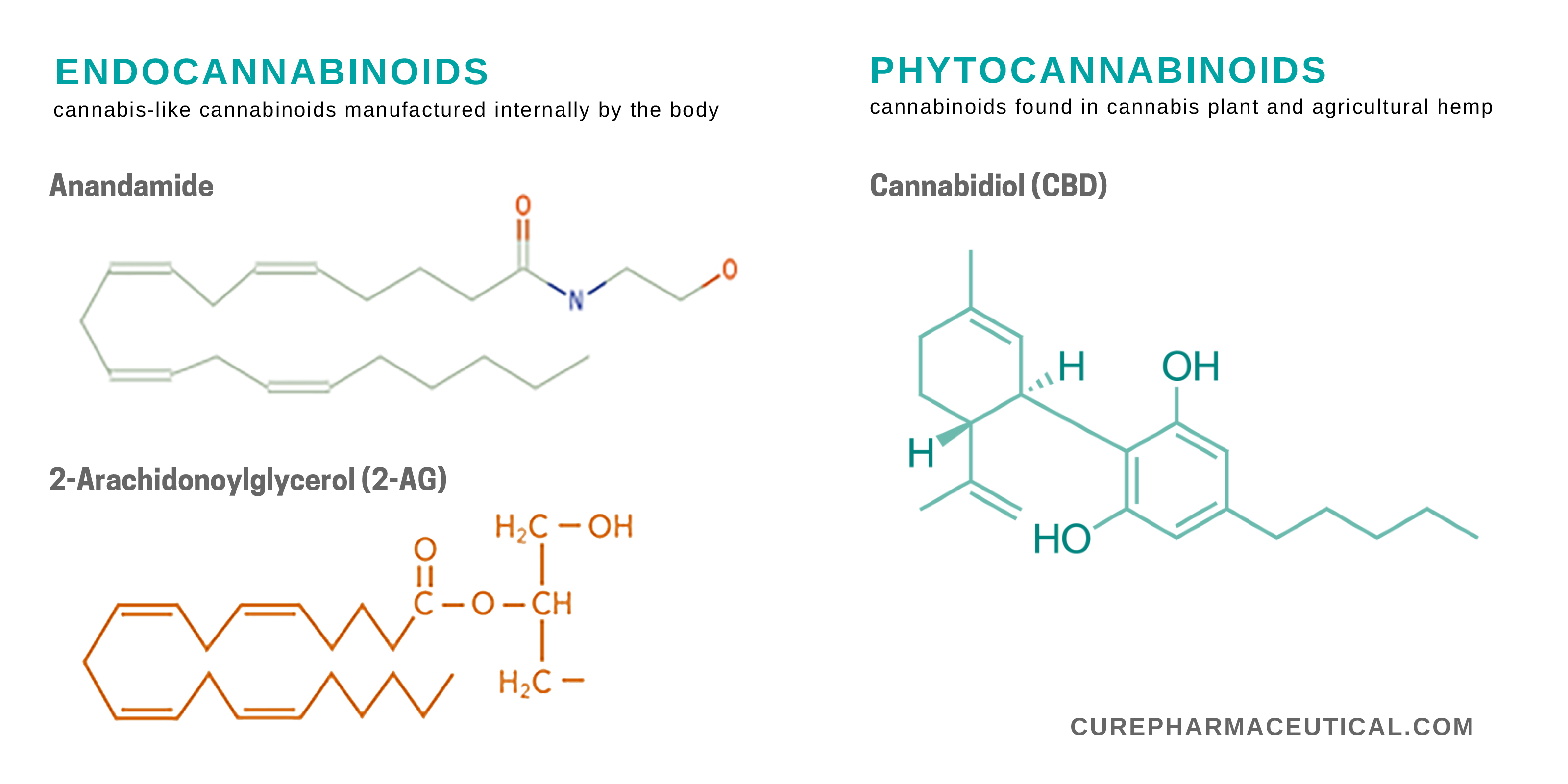 Endocannabinoid system and chemical diagram