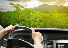 Driver hands on wheel cannabis plants in background