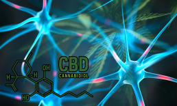 CBD molecule with CGI brain neurons on cannabis leaf background