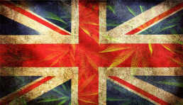 Union Jack with cannabis leaves in background