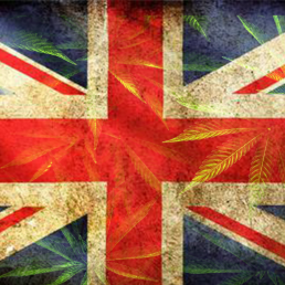 Union Jack with cannabis leaves in background