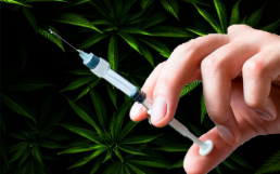 white hand holding anaesthetic needle on cannabis leaves background