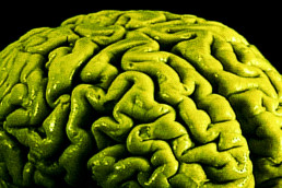 Green brain representing cannabis weed marijuana brain