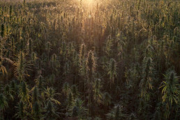 Sun setting over British hemp farm in oxfordshire, field of medical cannabis